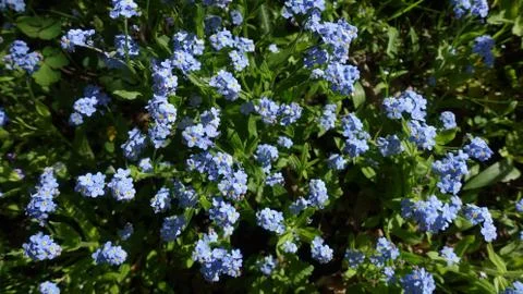 Blue spring flowers of forget-me-not Stock Photos