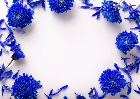 Blue spring flowers frame border background. blue chrysanthemum flowers. Spri Stock Photos