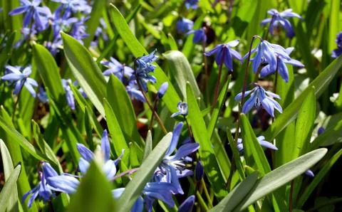 Blue spring flowers in the grass close up Stock Photos