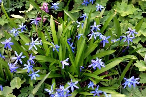 Blue spring flowers in the grass Stock-Fotos