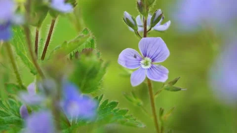 Blue Spring flowers macro shooting saturated color close-up Stock Footage 130222311