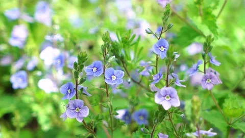 Blue Spring flowers macro shooting saturated color close-up Stock Footage 130222394