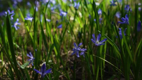 Blue spring flowers as natural background. Delicate squill petals, Stock Footage 331825628