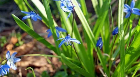 Blue spring flowers Stock Photos