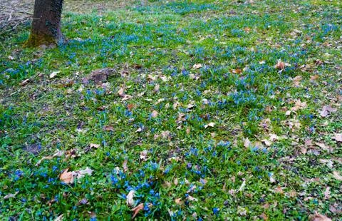 Blue spring flowers Stock-Fotos
