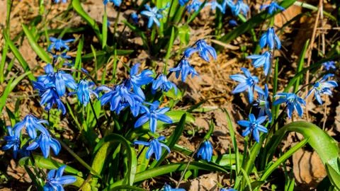 Blue spring flowers Foto stock