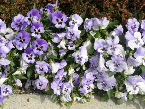 Blue spring flowers Stock Photos