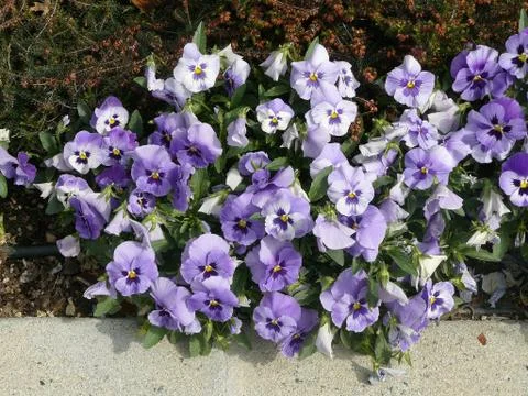Blue spring flowers Stock Photos