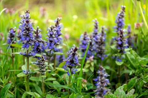 Blue spring flowers Stock Photos