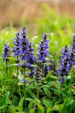 Blue spring flowers Foto stock