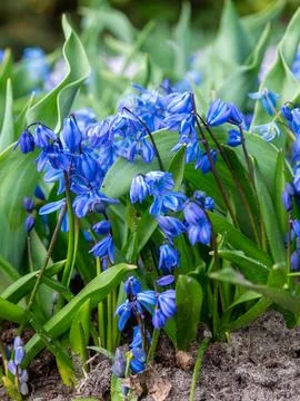 Blue spring flowers Stock Photos