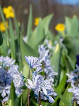 Blue spring flowers Stock Photos