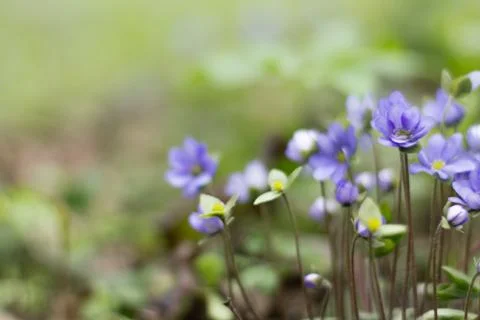 Blue Spring Flowers in the Sunlight Foto stock