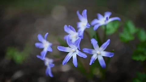 Blue spring primroses swing in the wind Stock Footage 269525092
