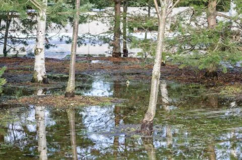 Blue spring puddle: bare trees reflect on the water surface, a little ice on  Stock Photos