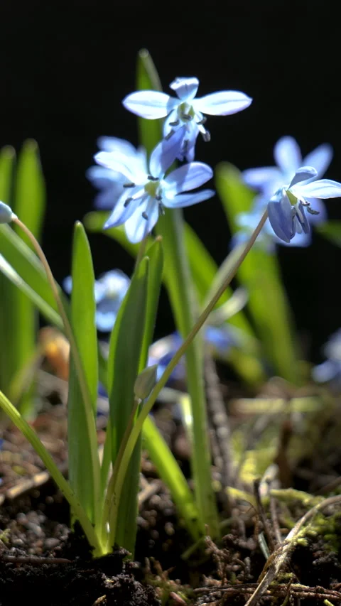 Blue spring scilla flowers in sunlight macro 库存影片 334999663