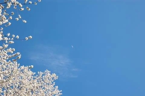 Blue spring sky with flowering tree branches covered in white blossom on th.. Fotos Stock