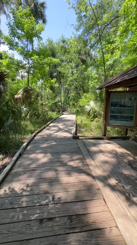 Blue Spring State Park, Florida - 05 07 2024: Beautiful tropical fresh water Stock Footage 320822246