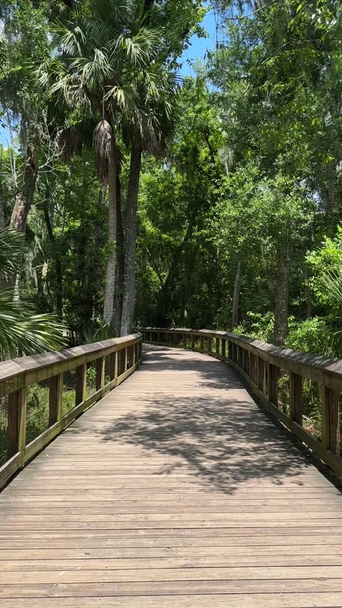 Blue Spring State Park, Florida - 05 07 2024: Beautiful tropical fresh water Stock Footage 320822249