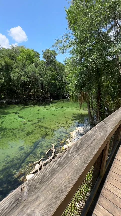 Blue Spring State Park, Florida - 05 07 2024: Beautiful tropical fresh water Stock Footage 320822253