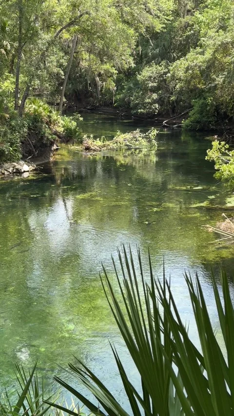 Blue Spring State Park, Florida - 05 07 2024: Beautiful tropical fresh water Stock Footage 320822254