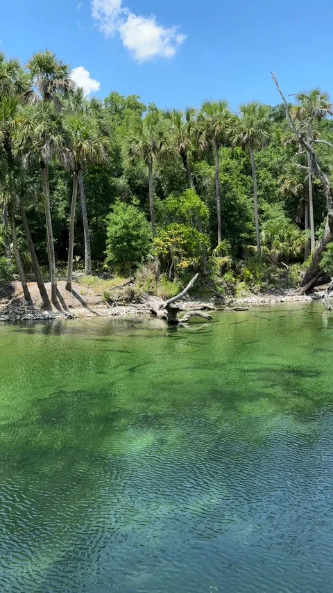 Blue Spring State Park, Florida - 05 07 2024: Beautiful tropical fresh water Stock Footage 320822255