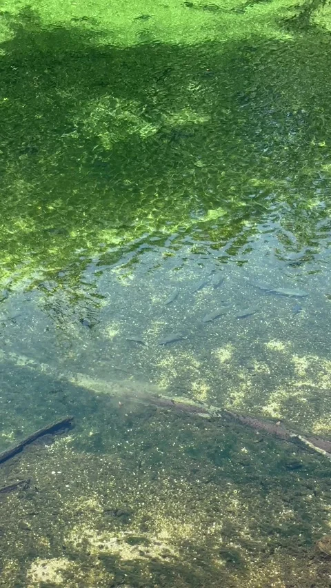 Blue Spring State Park, Florida - 05 07 2024: Beautiful tropical fresh water Stock Footage 320822257