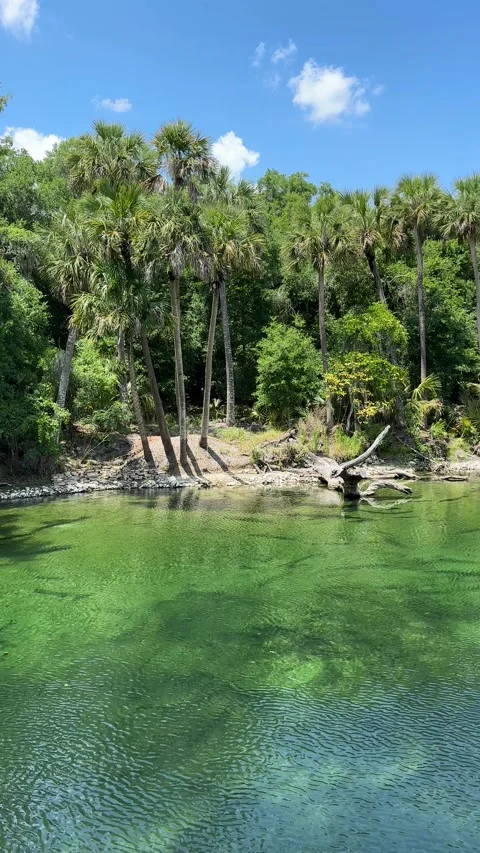 Blue Spring State Park, Florida - 05 07 2024: Beautiful tropical fresh water Stock Footage 320822258