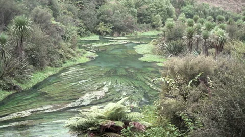 Blue spring state park river with green plants in the water and trees Video stock 218251016