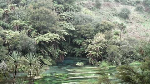 Blue spring state park river surrounded by palm trees and vegetation while it Stock Footage 218258009