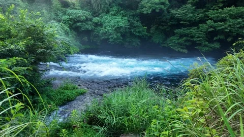 Blue spring stream flowing through misty green forest Stock Footage 341175365