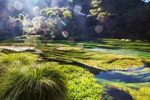 Blue spring Unusual blue spring in New Zealand. Beautiful natural landscap... 스톡 사진