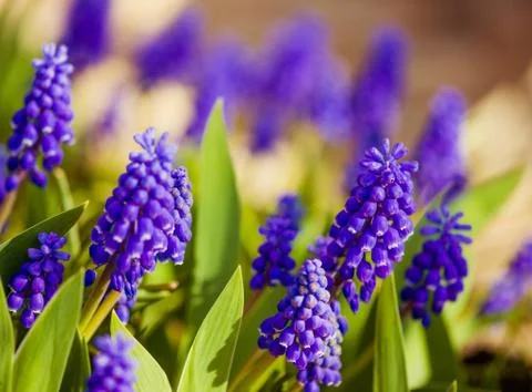 Blue springtime flowers Foto stock