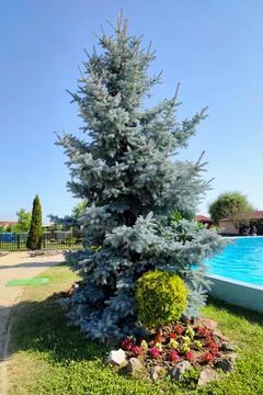 Blue spruce along a swimming pool Stock Photos