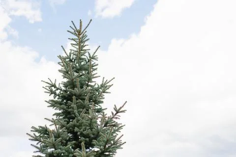 Blue spruce on the background of a blue sky with clouds. Copy space Stock Photos