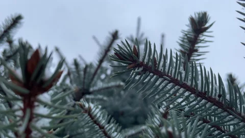 Blue spruce on a background of falling snow. Snow falls on a blue spruce. Stock Footage 166174913