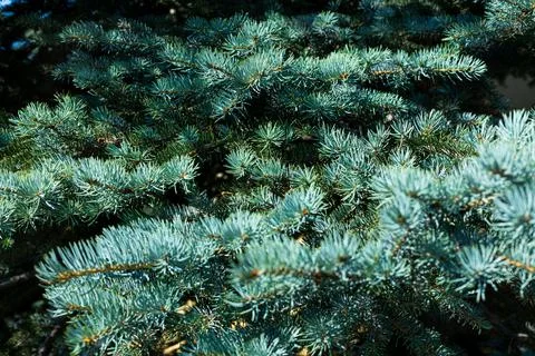Blue spruce background. Needles on the branches close-up. Stock Photos