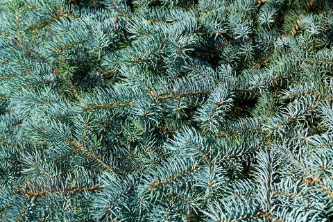 Blue spruce background. Needles on the branches close-up. Stock Photos