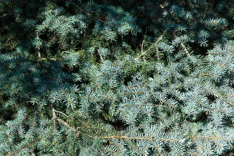 Blue spruce background. Needles on the branches close-up. Stock Photos
