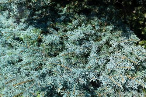 Blue spruce background. Needles on the branches close-up. Stock Photos