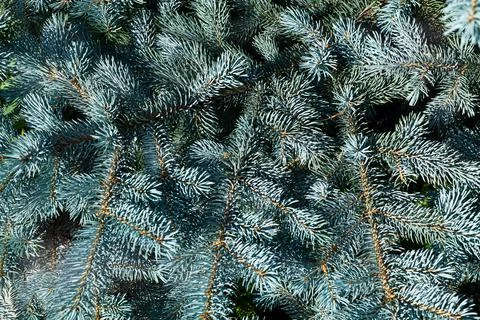 Blue spruce background. Needles on the branches close-up. Stock Photos