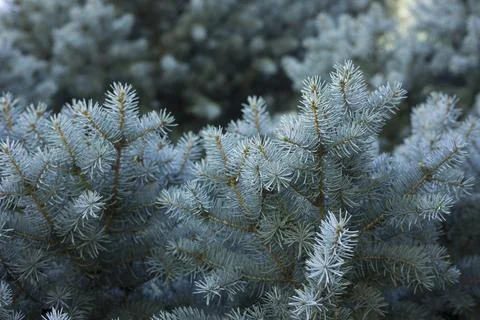 Blue spruce background. Needles on the branches close-up view Stock Photos