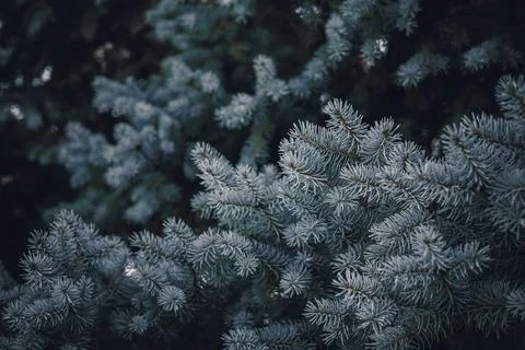 Blue spruce background. Needles on the branches close-up view . Christmas t.. Stock Photos