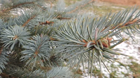Blue spruce branch (1) Video stock 44497624