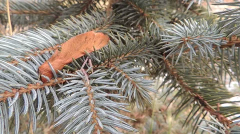 Blue spruce branch (2) Video stock 44497596