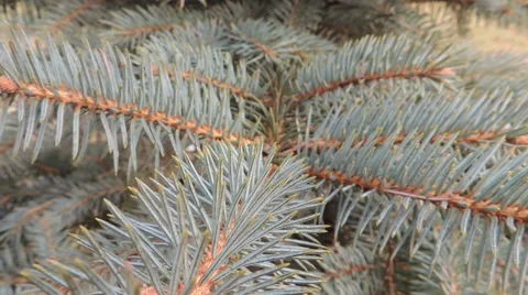 Blue spruce branch (3) Видео 44497663