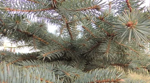 Blue spruce branch (4) Video stock 44497697