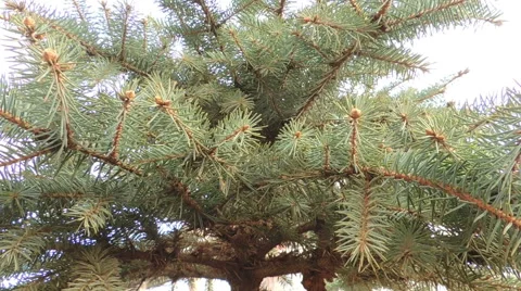 Blue spruce branch (5) Video stock 44497862