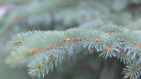 Blue spruce branch Stock Footage