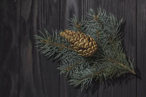 Blue spruce branch with pine cone on dark wooden background Stock Photos